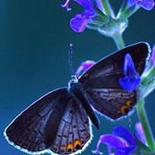 Eman Kadri's photo