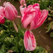 Kathy Bucher Rutkowski's photo