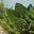 Celebration of Landscape