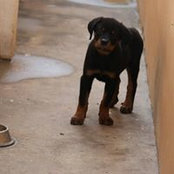 Ralph Jarah's photo