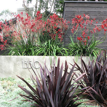 plants