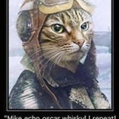 Fabio Vasques's photo