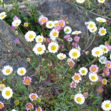 Drought Tolerant Plants