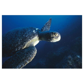 Green Sea Turtle, Cousin'S Island, Galapagos Islands, Ecuador-Paper Art