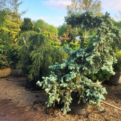Serpentine Blue Spruce - Products