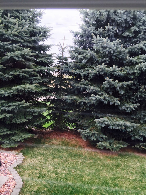 Blue spruces, trimming or removal