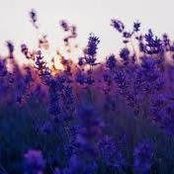 Stephanie Gilliland's photo