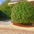 Foto di profilo di GIARDINI D'AUTORE SRL