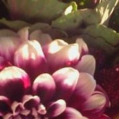 Foto von Allison Pehush
