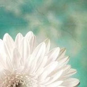 Laura Dollinger's photo