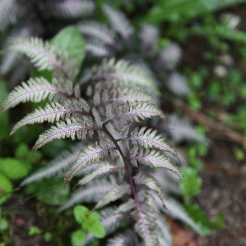 Woodland Garden