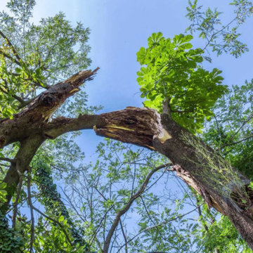 Tree Service