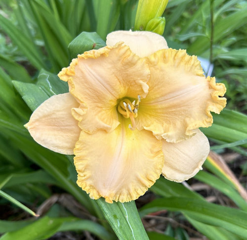 Sundays flowers in Indiana