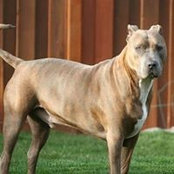 Cody K Haass foto