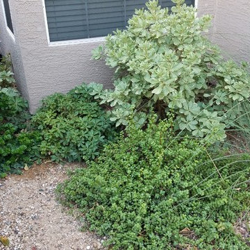 Plantings - 4 years