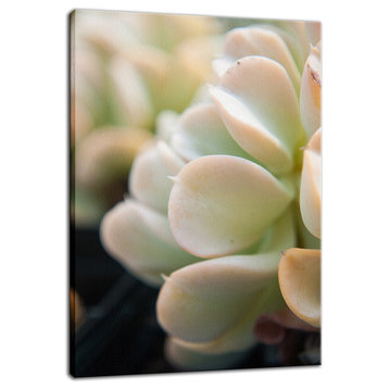 Succulent 4 Botanical, Nature Photography Canvas Wall Art Print, 24" X 36"