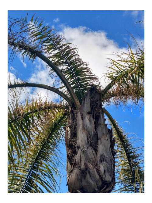 Fertilize Queen Palms with Frizzle Tops