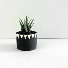 planters, cacti