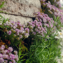 plants i love