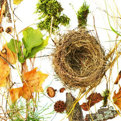 Bird Nest and Leaves - Prints And Posters