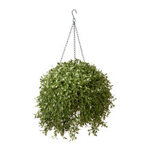2021 Plants