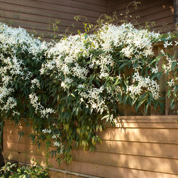 Evergreen Clematis - Area Rugs