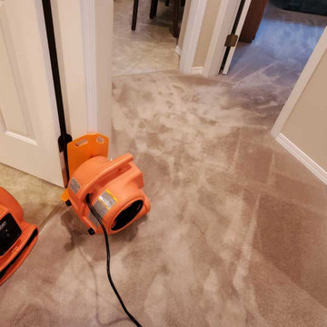 Carpet Cleaning a House Which Has Not Been Steam Cleaned for 8 Years Located in