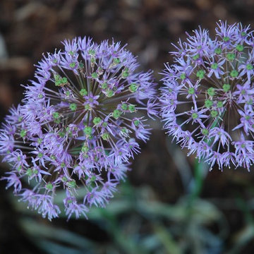 Allium