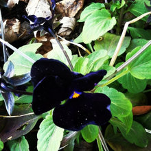 Black flower bed