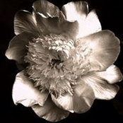sara's photo