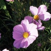 Shirley Yapp's photo