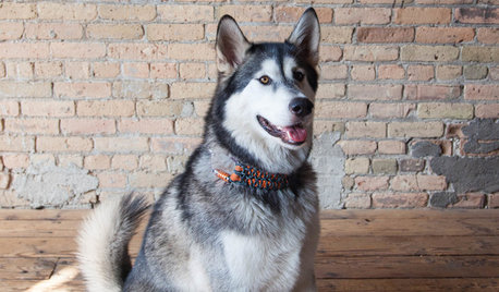 Pet of the Week: Rocky Sticks His Paw Into the Tile Business