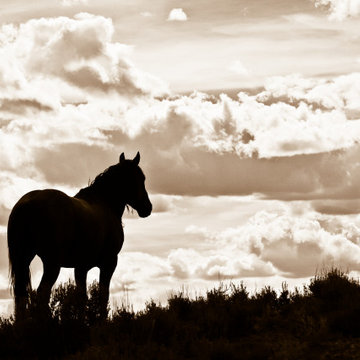 The Watchman
