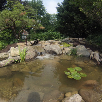Pond Renovation