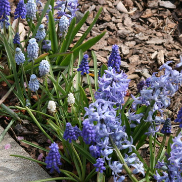 Hyacinth mixture