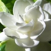 Judy Duecks foto