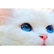 Toni Grace's photo