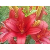 Christel Murray's photo