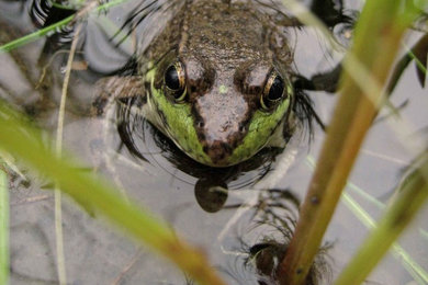 Nature Collection: Frog in Water