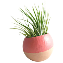 Contemporary Indoor Pots And Planters Mini Ombre Air Plant Pod // Peach Melon (with Air Plant)