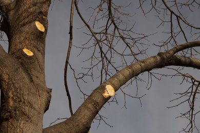 Pruning