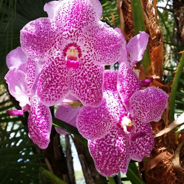Orchids