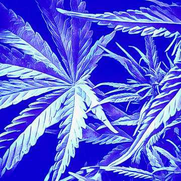 Cannabis
