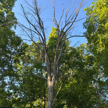 Complete Outdoor Property Improvement and Tree Service