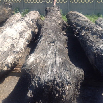 Bog Oak - design of nature