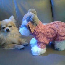 Dog Coats