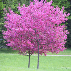 Tree Protection Services