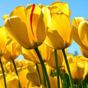 Martha Marrow's photo