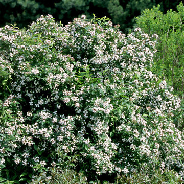 Abelia mosanensis