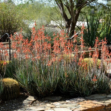 Southwestern Plants